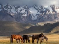 Қазақстан шетелге жылқы малын экспорттамақ