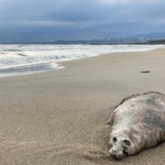 Дағыстанда Каспий теңізінің жағалауында өлі табылған итбалық саны 480-нен асты