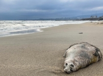 Дағыстанда Каспий теңізінің жағалауында өлі табылған итбалық саны 480-нен асты