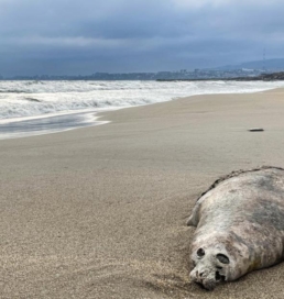 Дағыстанда Каспий теңізінің жағалауында өлі табылған итбалық саны 480-нен асты
