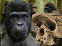 Ученые нашли доказательства прямохождения у одного из древнейших предков человека