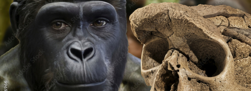 Ученые нашли доказательства прямохождения у одного из древнейших предков человека